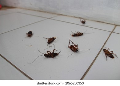 Cockroach Carcasses Scattered On The Floor Of The House