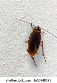 Cockroach Climbing Office Wall That Take Stock Photo 1653948595 ...