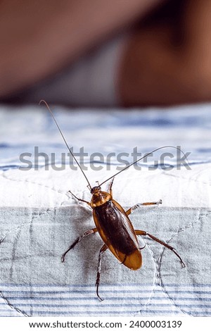 cockroach climbing on a bed, man sleeping in the background, insect problems at home, need for detection