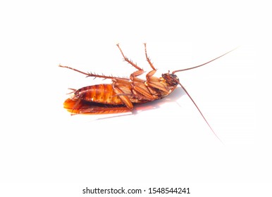 cockroach. close-up cockroach isolated on white background