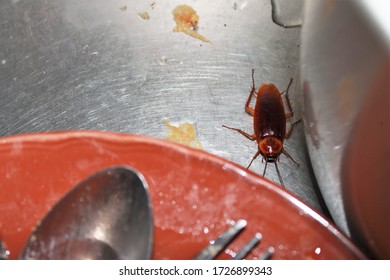 Cockroach Come To Eat Food Scraps In The Sink