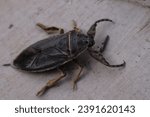 cockroach cousin, insect. new mexico