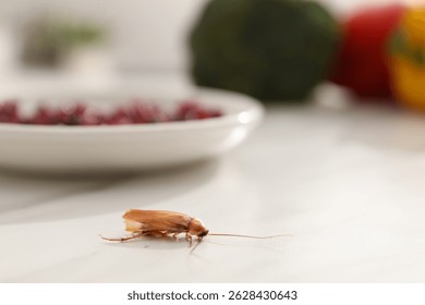 Cockroach crawling on light table in kitchen, closeup