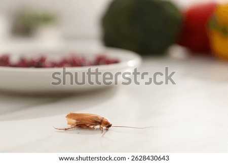 Cockroach crawling on light table in kitchen, closeup