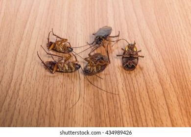 cockroach death on wood background 