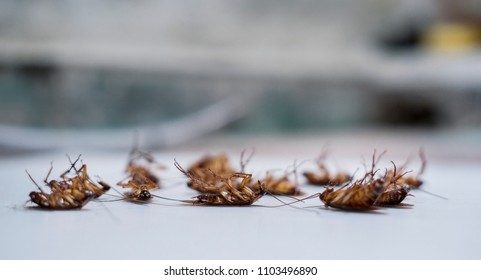 cockroach deceased close up
