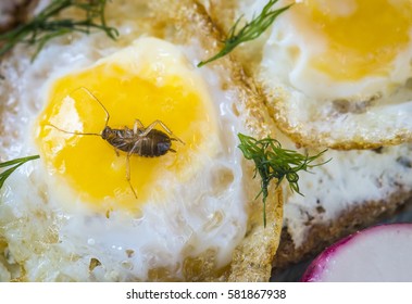 Cockroach In Dish With Scrambled Eggs