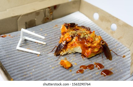 Cockroach eat pizza (expired pizza) on white background. It's makes them dirty and poor hygiene in the house. Cockroaches are carriers of the disease.