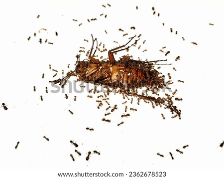 cockroach eaten by ants on a white background