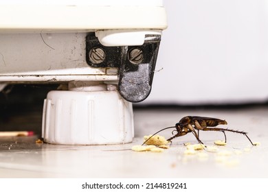 Cockroach Eating Crumbs Of Food On The Floor Of A Dirty Kitchen, Insect Problem Indoors, Pest Or Infestation