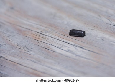 Cockroach Egg On The Wooden Table.