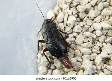 Cockroach With Eggs About To Leave