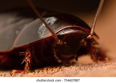 cockroach Eublaberus serranus 