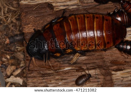 cockroach (Gromphadorhina portentosa)