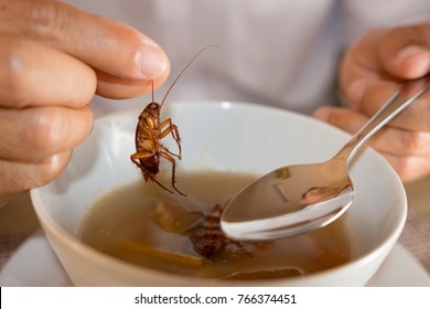 Cockroach in hand take up from soup,Contaminant bacteria food risk of food poisoning 