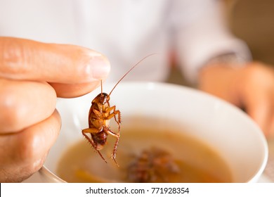 Cockroach In Hand Take Up From Soup,Contaminant Bacteria Food Risk Of Food Poisoning
