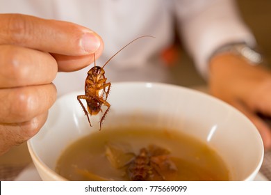 Cockroach In Hand Take Up From Soup,Contaminant Bacteria Food Risk Of Food Poisoning
