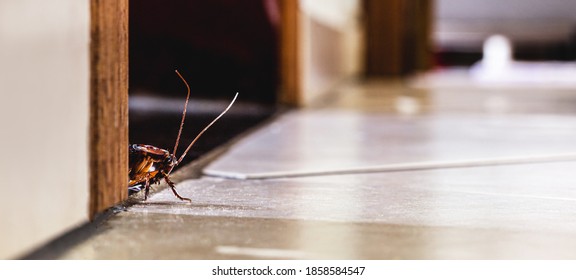 Cockroach Hidden Inside The House, Pest Problems And The Need For Detection