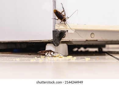 Cockroach Infestation Inside A Kitchen, Dirt Attracting Insects Indoors, Urban Pest