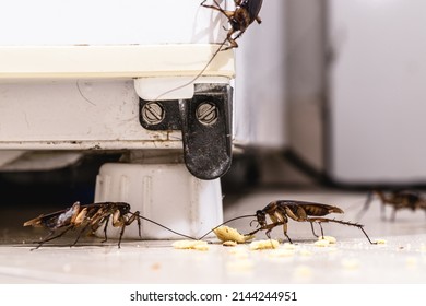 Cockroach Infestation Inside A Kitchen, Dirt Attracting Insects Indoors, Urban Pest