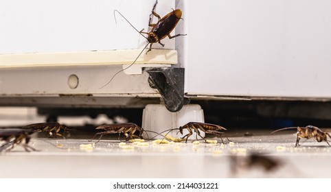 infestación de cucarachas dentro de una cocina, nevera sucia y cocina antihigiénica. Problemas de insectos o plagas en interiores