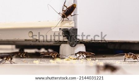 cockroach infestation inside a kitchen, dirty fridge and unhygienic kitchen. Insect or pest problems indoors