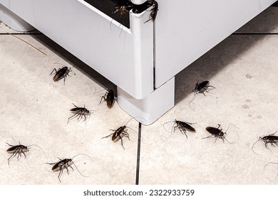 infestación de cucarachas en la cocina, insectos en el suelo sucio, falta de higiene y necesidad de limpieza, fotografía macro