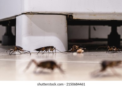 Cockroach Infestation Walking And Crawling On Dirty Kitchen Floor, Insects In Dirty Ice Cream Parlor, Need For Detection At Home