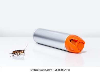 Cockroach And Insect Next To A Poison Spray Bottle, White Background. Toxins, Insecticides, Pesticides, Pest Control At Home