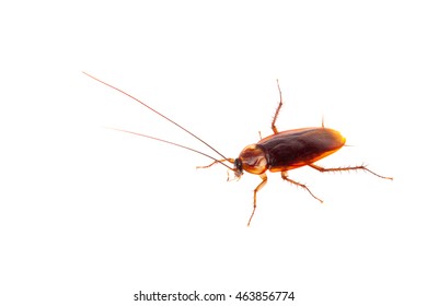 cockroach isolate be alive on white