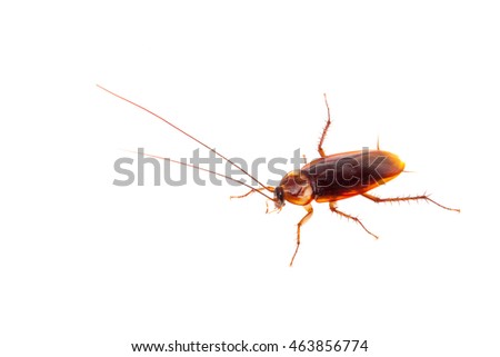 cockroach isolate be alive on white
