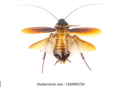 Cockroach Isolated On White Background. Cockroaches Are Flying Insects And Cockroaches Are Also Carriers Of Human Pathogens.