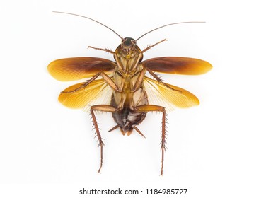 Cockroach Isolated On White Background. Cockroaches Are Flying Insects And Cockroaches Are Also Carriers Of Human Pathogens.