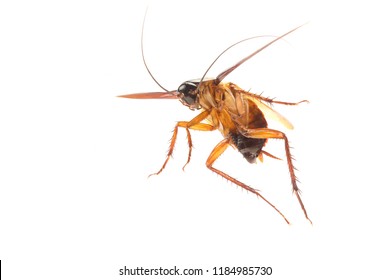 Cockroach Isolated On White Background. Cockroaches Are Flying Insects And Cockroaches Are Also Carriers Of Human Pathogens.