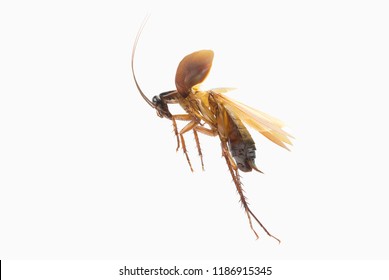 Cockroach Isolated On White Background. Cockroaches Are Flying Insects And Cockroaches Are Also Carriers Of Human Pathogens. Side View