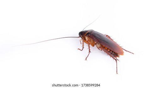 Cockroach Isolated On White Background.