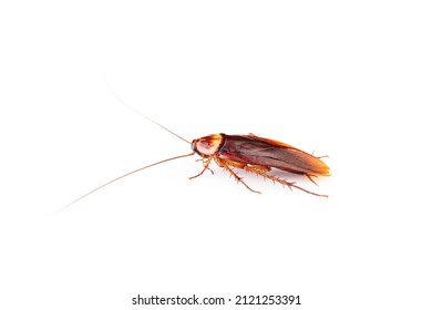 Cockroach Isolated On White Background