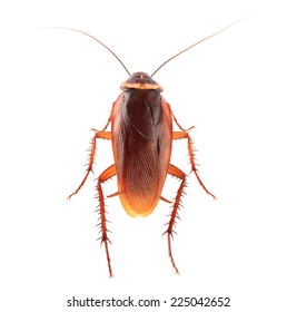 Roaches の画像 写真素材 ベクター画像 Shutterstock