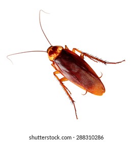 Cockroach isolated on a white background