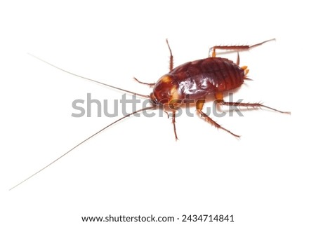 cockroach isolated on white background
