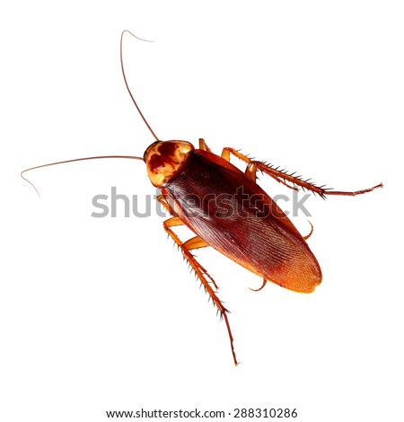 Cockroach isolated on a white background