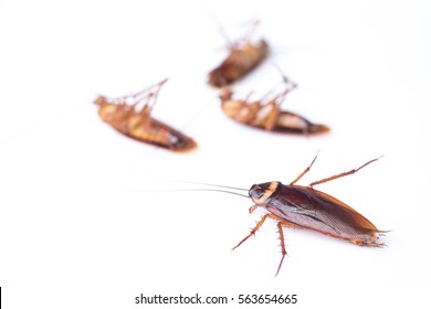 Cockroach Isolated White Background