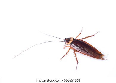 1,174 Flying cockroach Images, Stock Photos & Vectors | Shutterstock