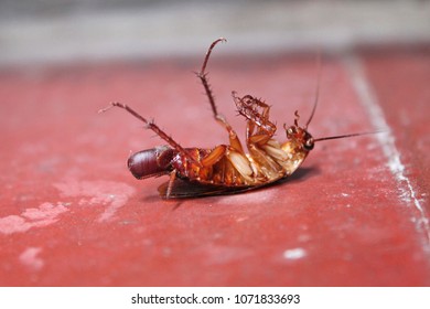 Cockroach Laying An Egg