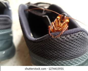 Cockroach live in shoes