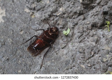 A cockroach lying down