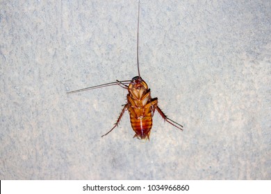 Cockroach lying flat on the cement floor.