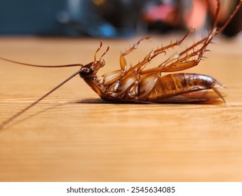 A cockroach lying on its back on the floor