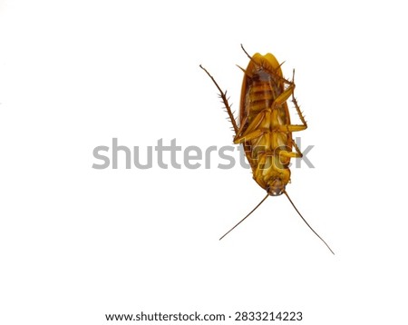 Cockroach Lying Lying Upside Down Isolated - Concept of Pest Control and Sanitary Issues,Macro Shot of Dead American Cockroach Underbelly Isolated on White Background
