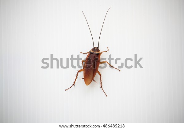 Cockroach My Bedroom Stock Photo Edit Now 486485218